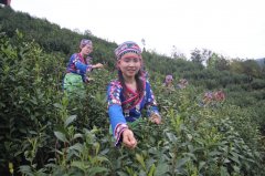 杀青机、揉捻机、烘干机一字排开